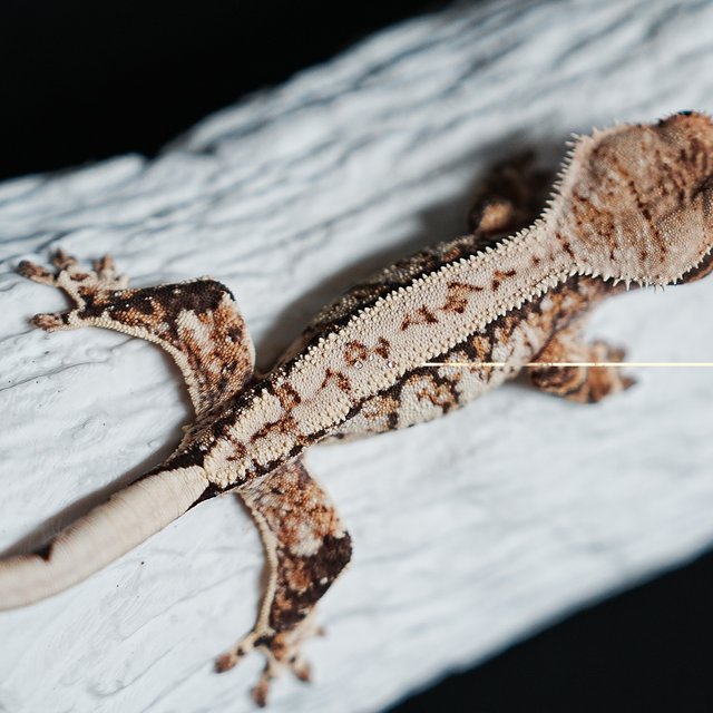 트라이 익스트림할리퀸