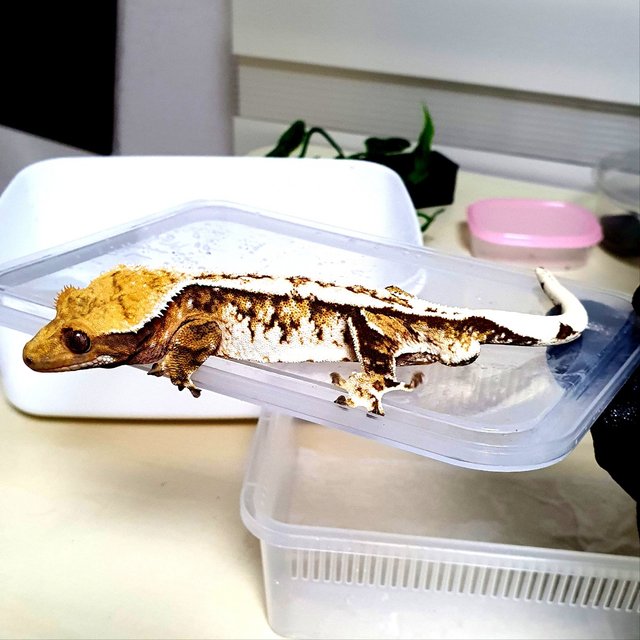 Tri Extreme Harlequin