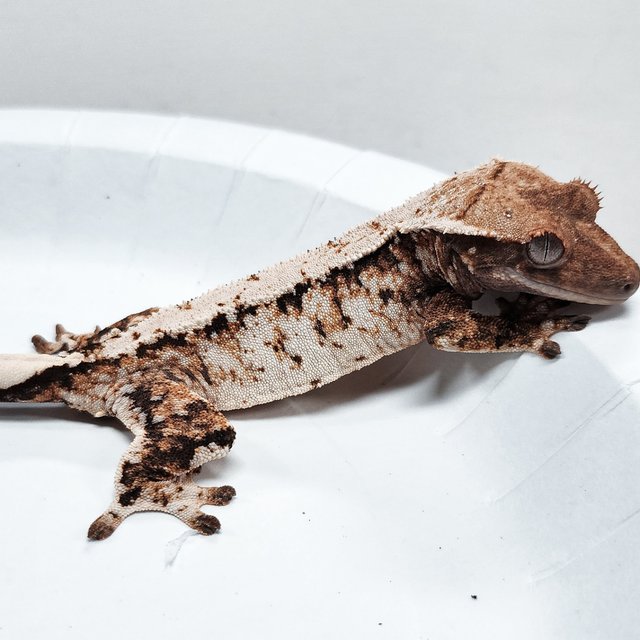 Tri Extreme Harlequin