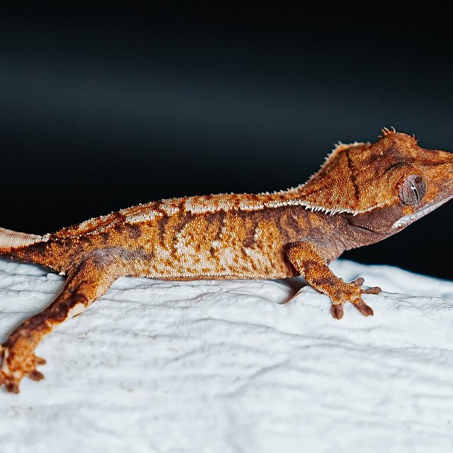 트라이 익스트림할리퀸