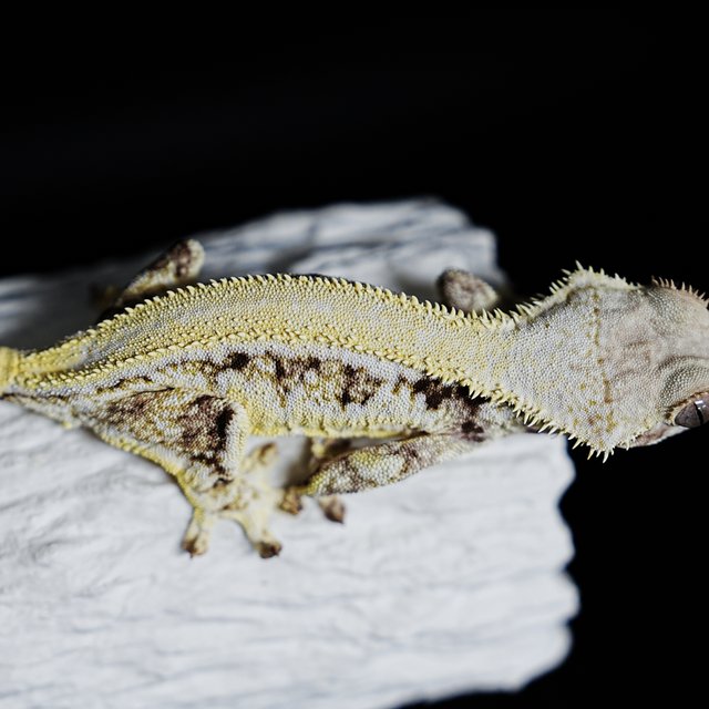 Full Pinstripe Solid Back Lilly White