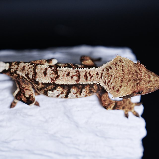 Extreme Harlequin Tri