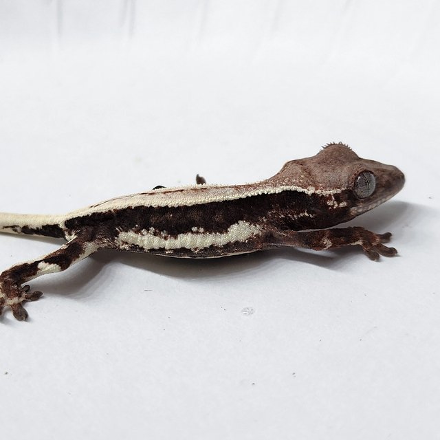 LW Sable 100% Het Axanthic