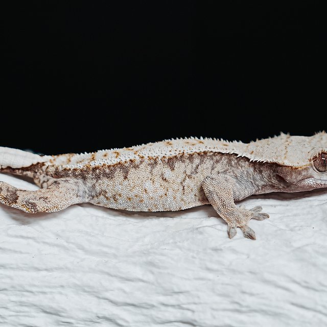 트라이 익스트림할리퀸