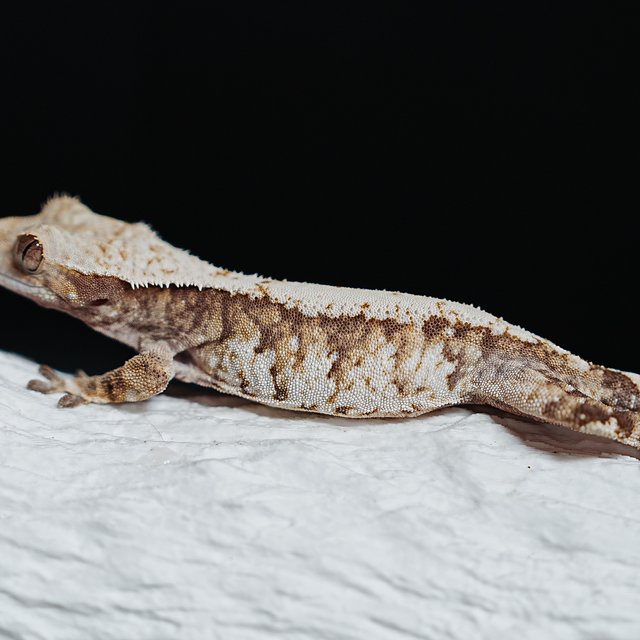 트라이 익스트림할리퀸