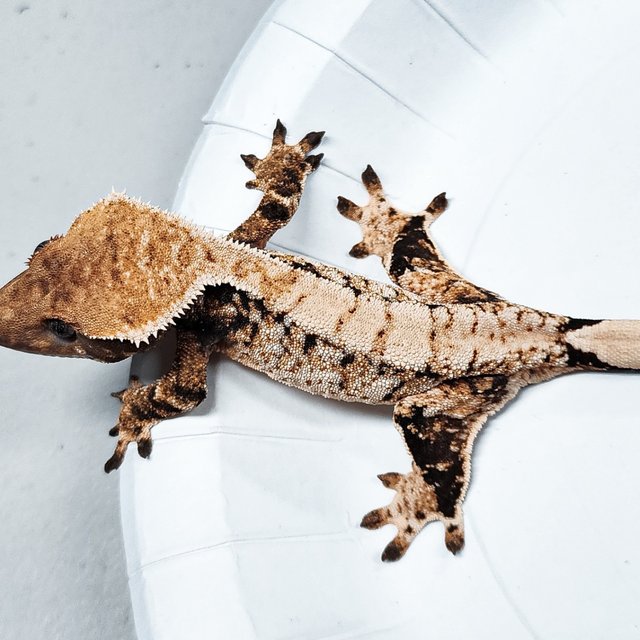 Tri Extreme Harlequin
