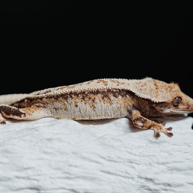 Tri Extreme Harlequin