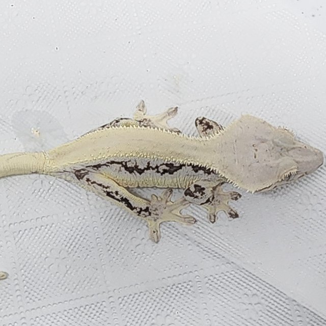 풀핀 솔리드백 릴리화이트