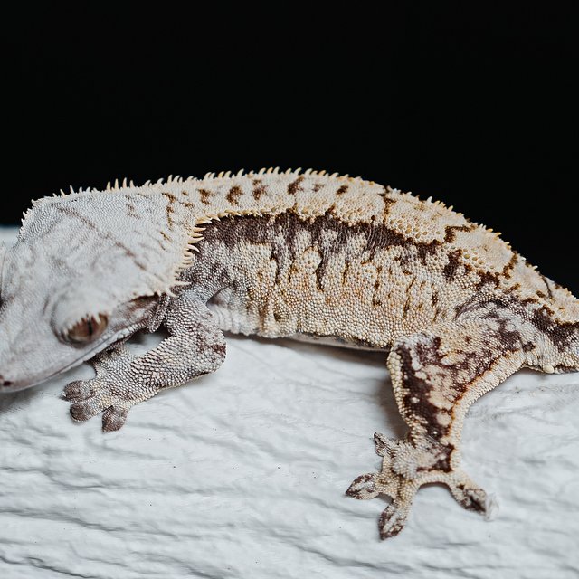 트라이 익스트림할리퀸