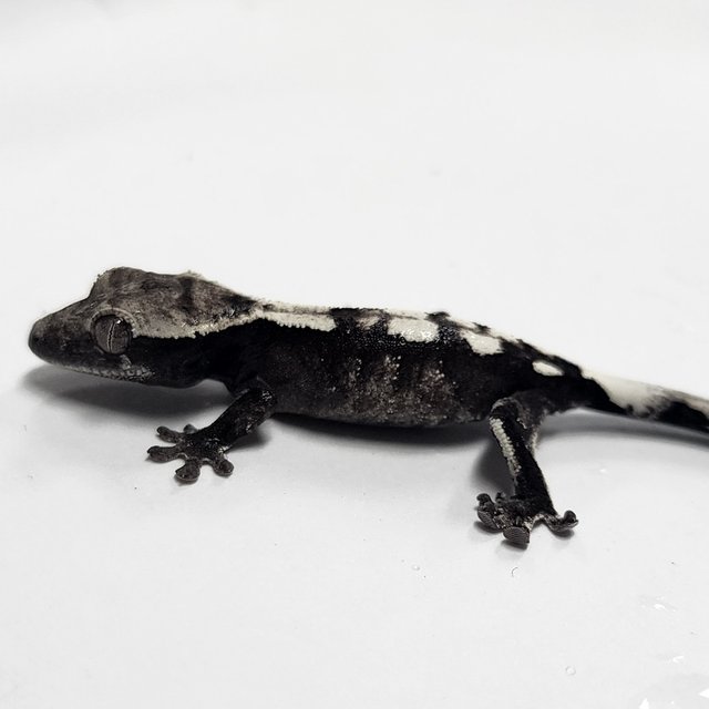 Sable Axanthic
