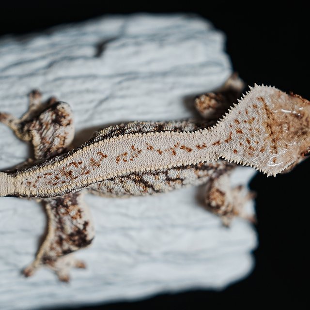 트라이 익스트림할리퀸