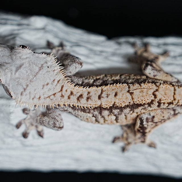 트라이 익스트림할리퀸