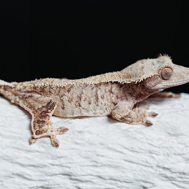 Tri Extreme Harlequin