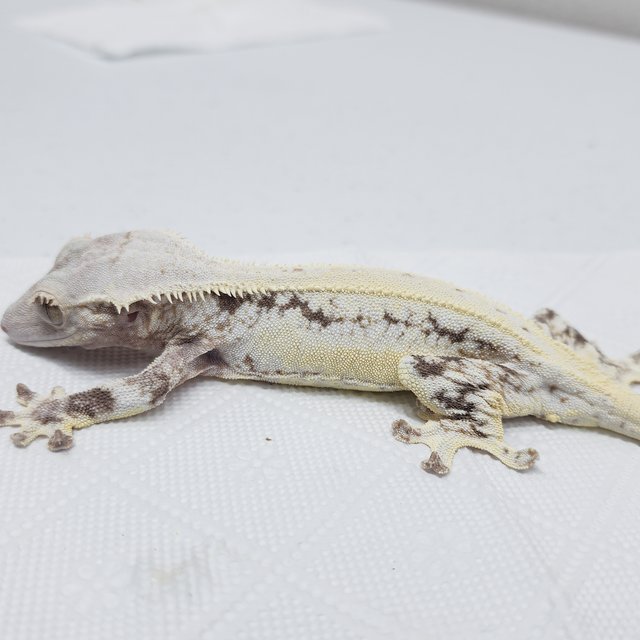 풀핀 릴리화이트