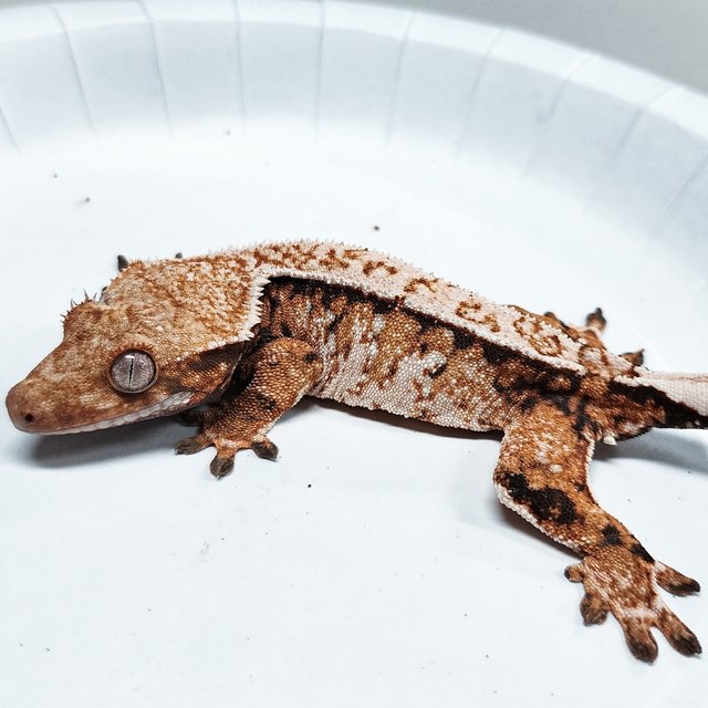 Tri Extreme Harlequin