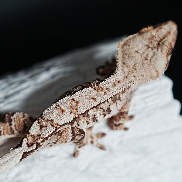 트라이 익스트림할리퀸