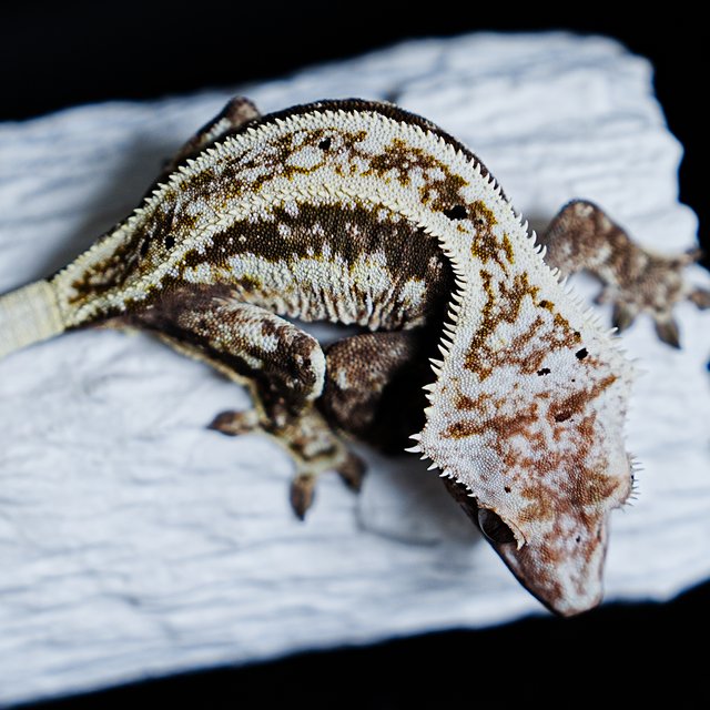 Quad Full Pinstripe Normal