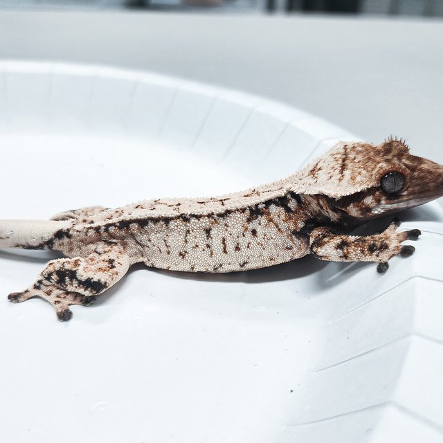 Tri Extreme Harlequin
