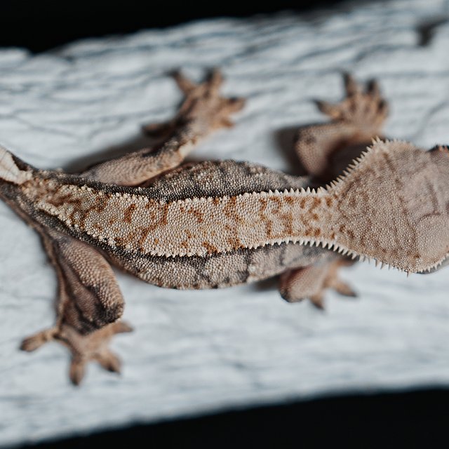 Tri Extreme Harlequin