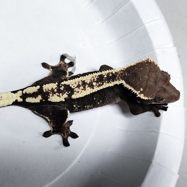 Sable 100% Het Axanthic
