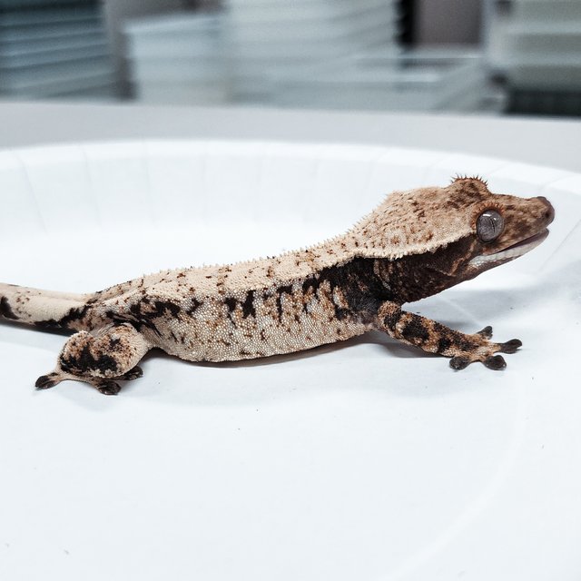 Tri Extreme Harlequin