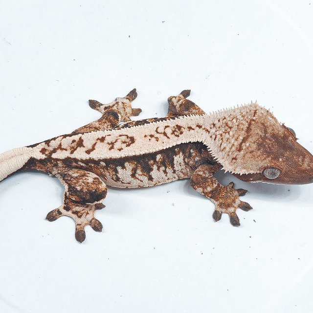 Tri Extreme Harlequin