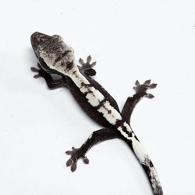 Axanthic