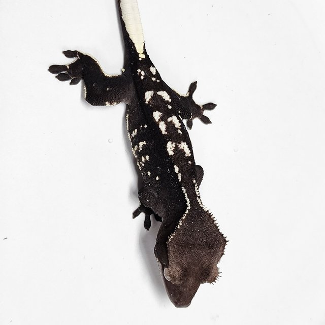Axanthic