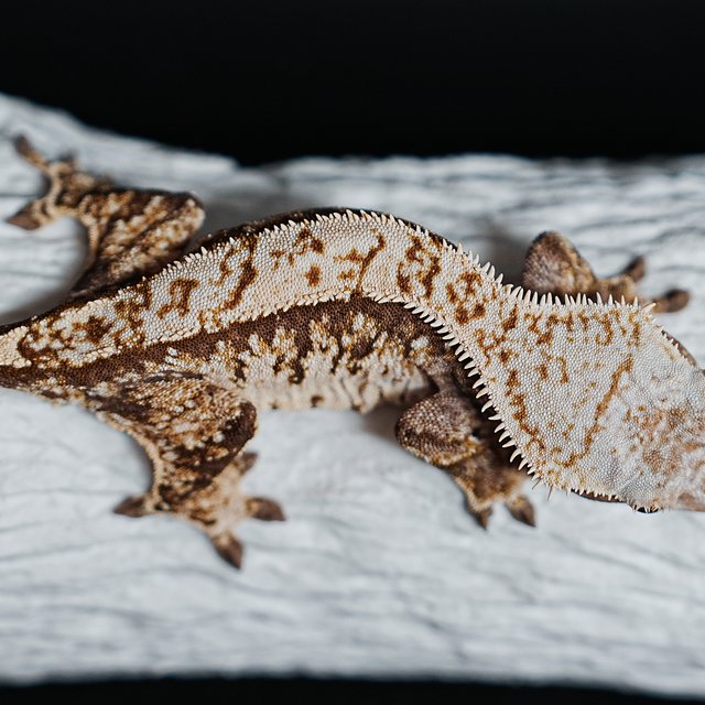 트라이 익스트림할리퀸