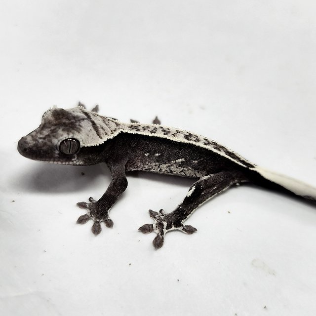 Axanthic
