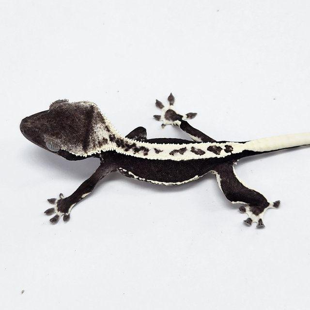 Lilly Axanthic
