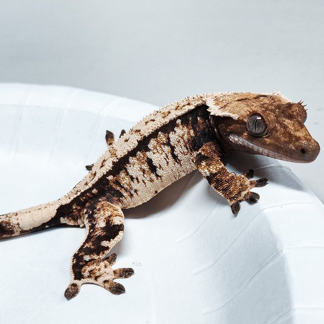 Tri Extreme Harlequin