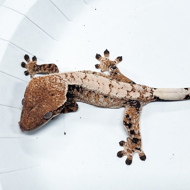 Tri Extreme Harlequin