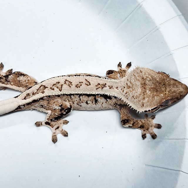Tri Extreme Harlequin