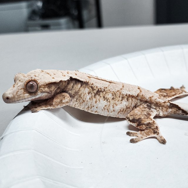 Tri Extreme Harlequin