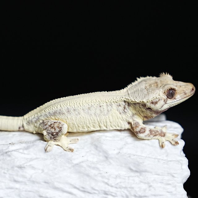 풀핀 솔리드백 릴리화이트