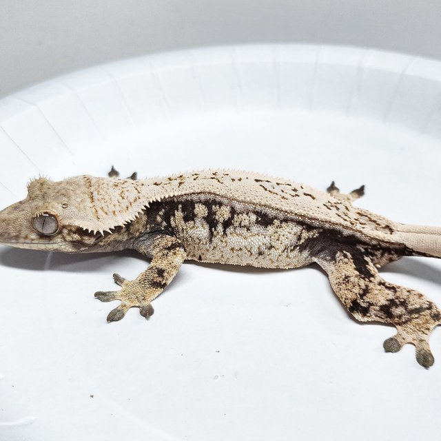 Quad Full Pinstripe Tri Extreme Harlequin