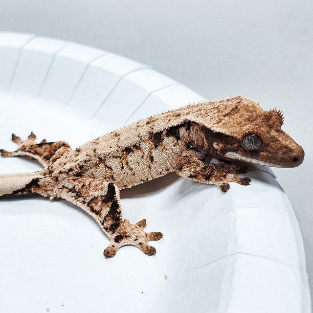 Tri Extreme Harlequin