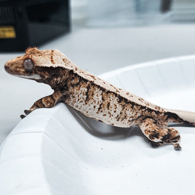 Tri Extreme Harlequin