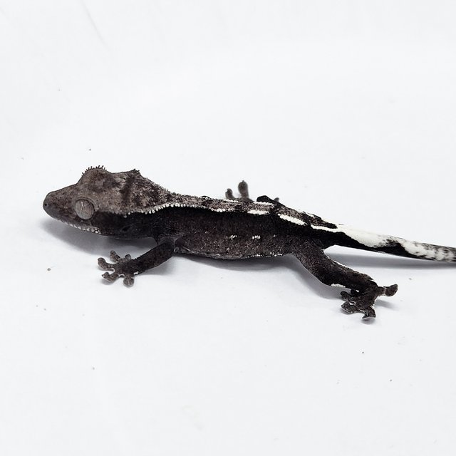 Axanthic