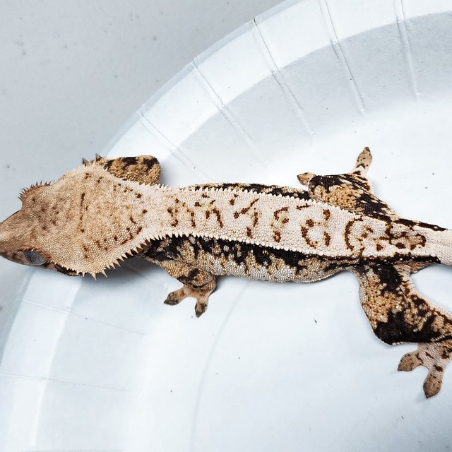 Tri Extreme Harlequin