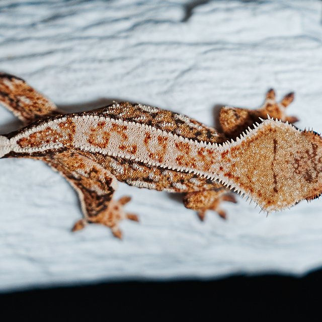 트라이 익스트림할리퀸