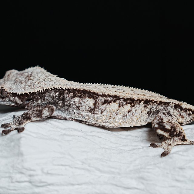 트라이 익스트림할리퀸