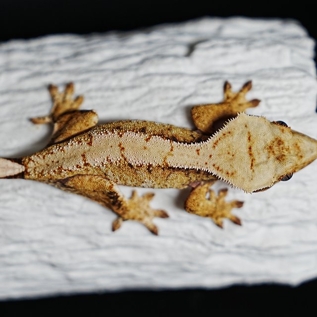 Tri Extreme Harlequin