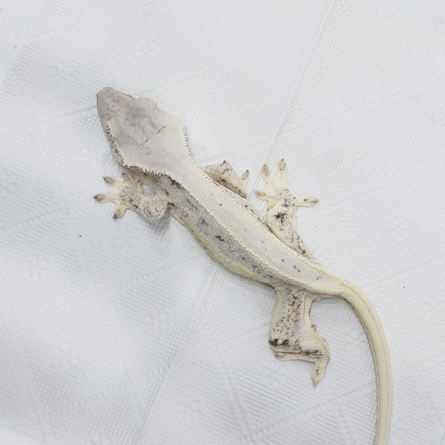 풀핀 릴리화이트