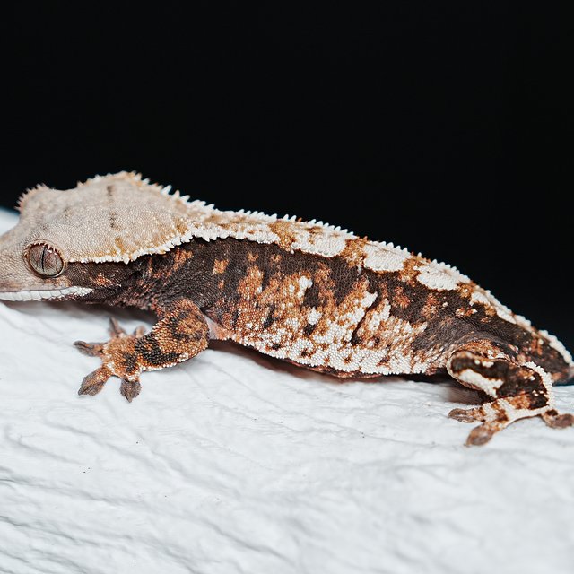 트라이 익스트림할리퀸