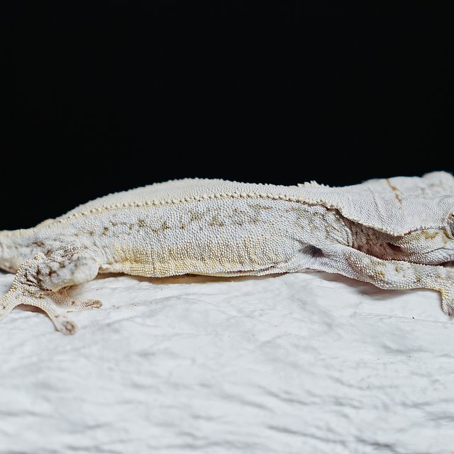 풀핀 솔리드백 릴리화이트