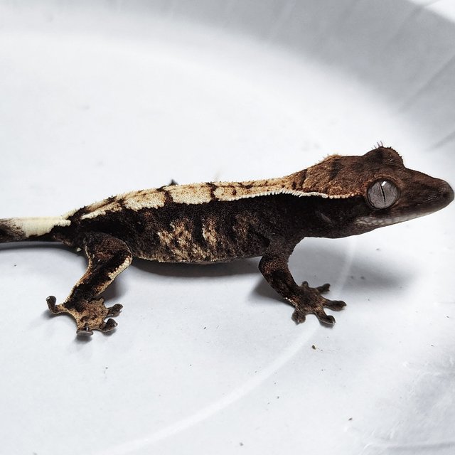 100% Het Axanthic Sable