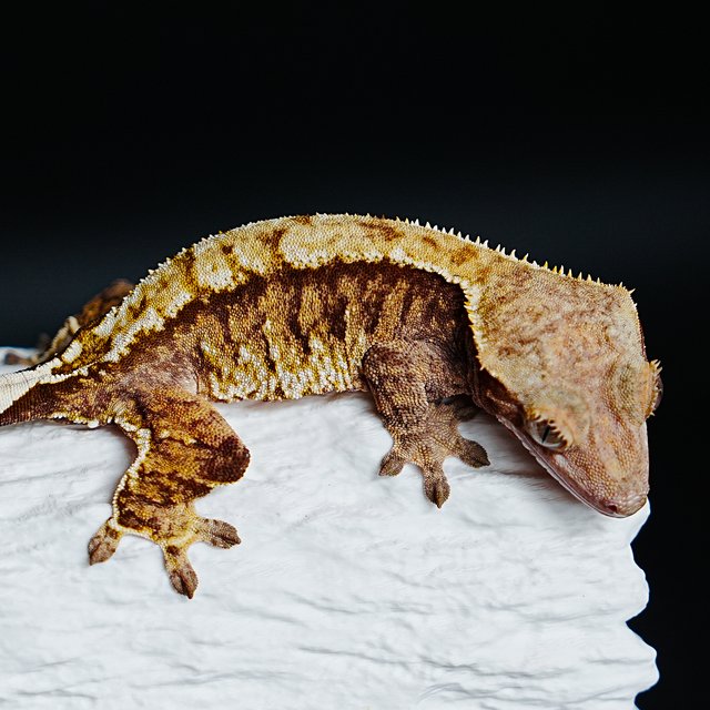 Tri Extreme Harlequin