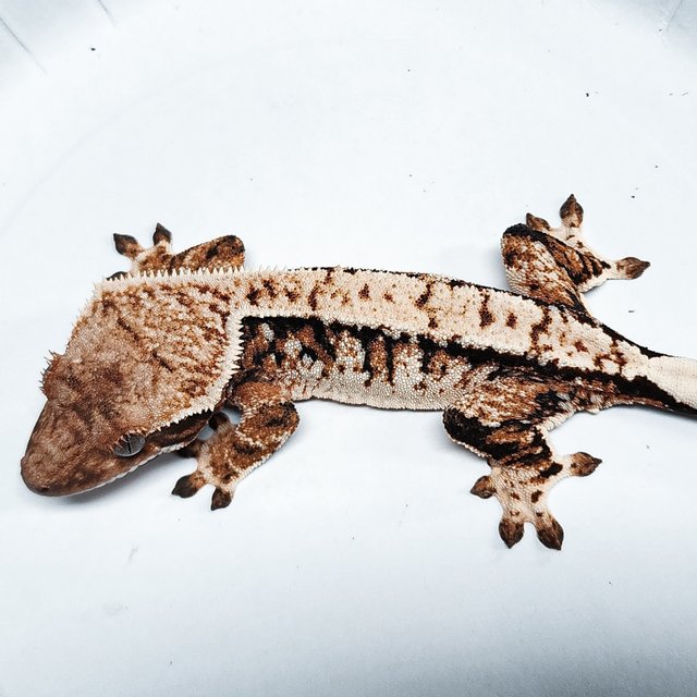 Tri Extreme Harlequin